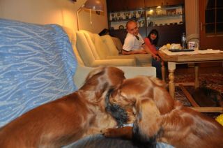 Jamnik d�ugow�osy